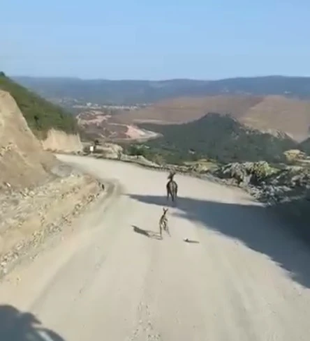 Kastamonu’da ayağı kırık yavru ceylan için ekipler harekete geçti
