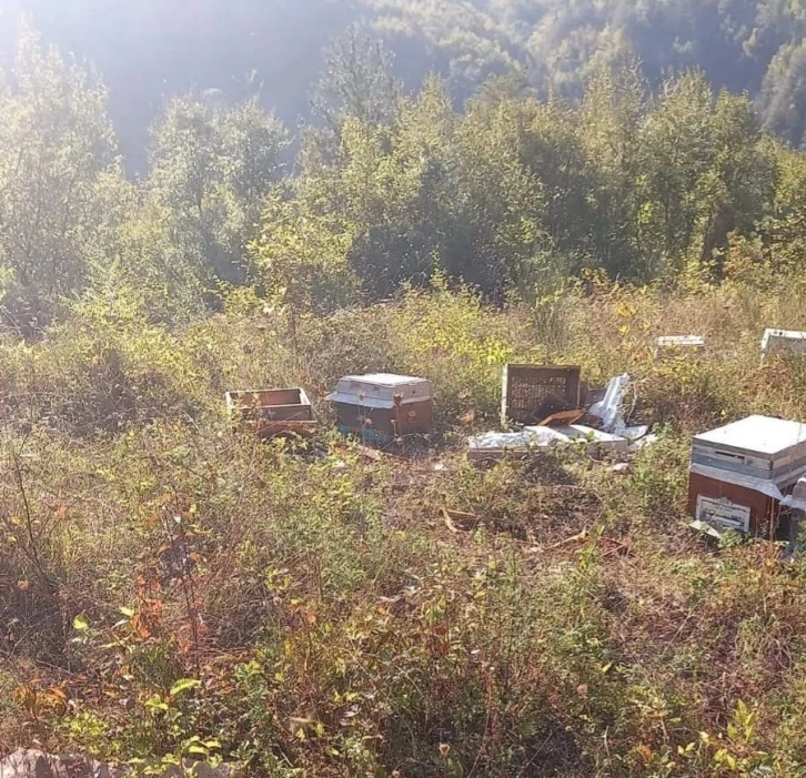 Kastamonu&rsquo;da ayı, iki arı kovanını par&ccedil;aladı
