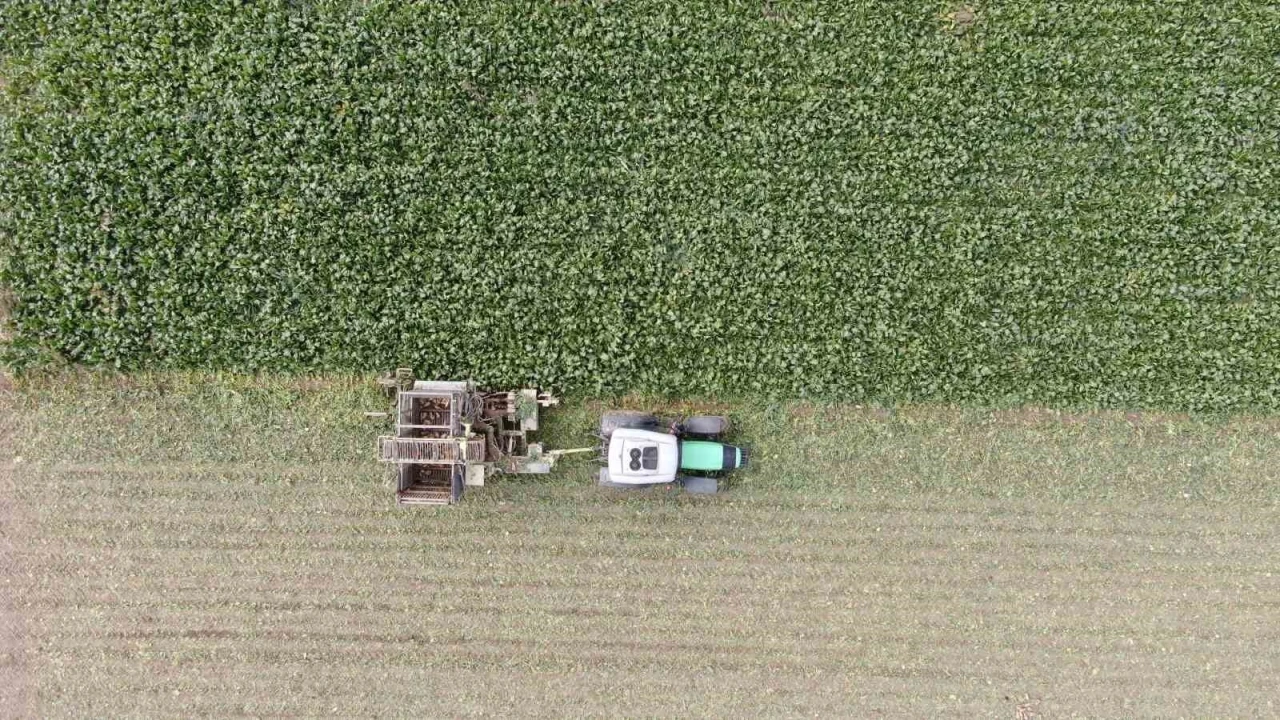 Kastamonu’da çiftçilerin zorlu pancar mesaisi devam ediyor
