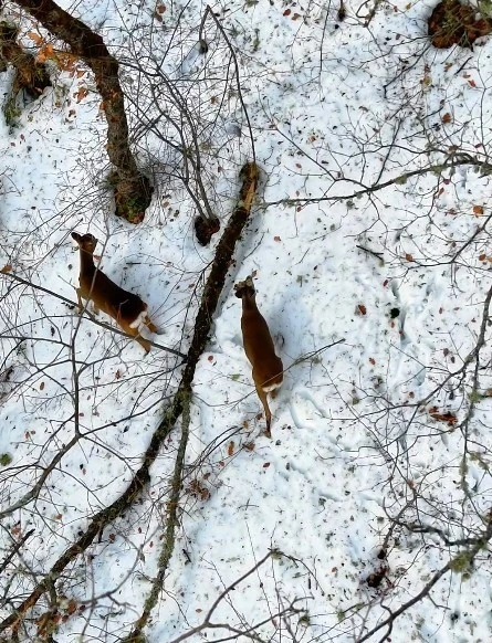 Kastamonu&rsquo;da kar altındaki karacalar dron ile g&ouml;r&uuml;nt&uuml;lendi

