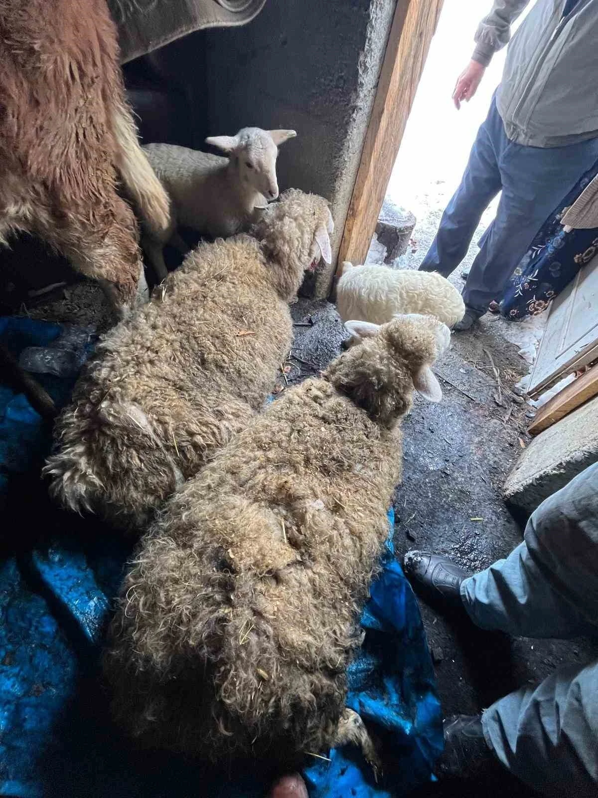 Kastamonu’da kar nedeniyle ahır çöktü, hayvanlar altında kaldı
