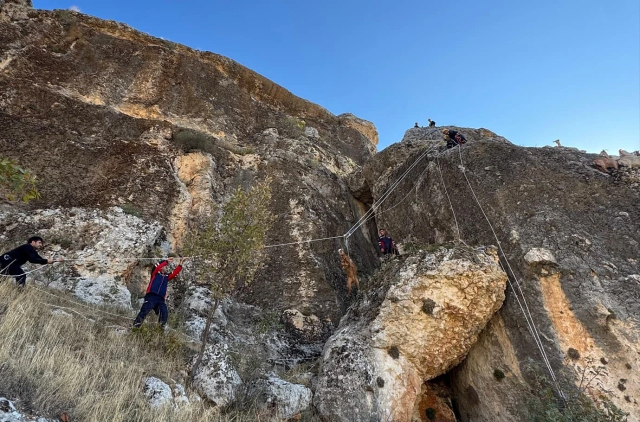 Kayalıklarda mahsur kalan 25 keçi kurtarıldı
