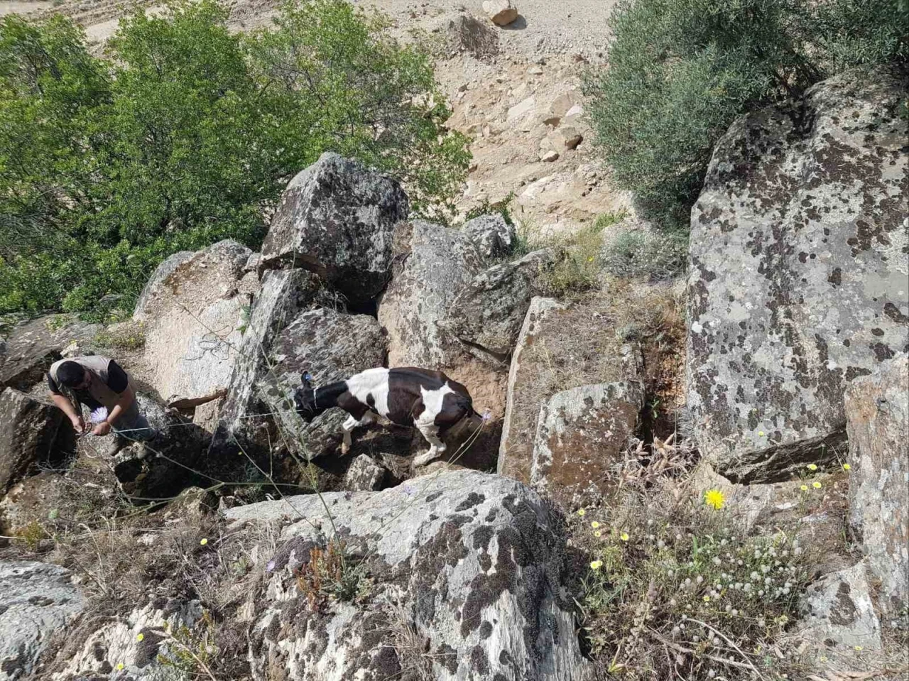 Kaybolan inekler, uçurumda bulundu
