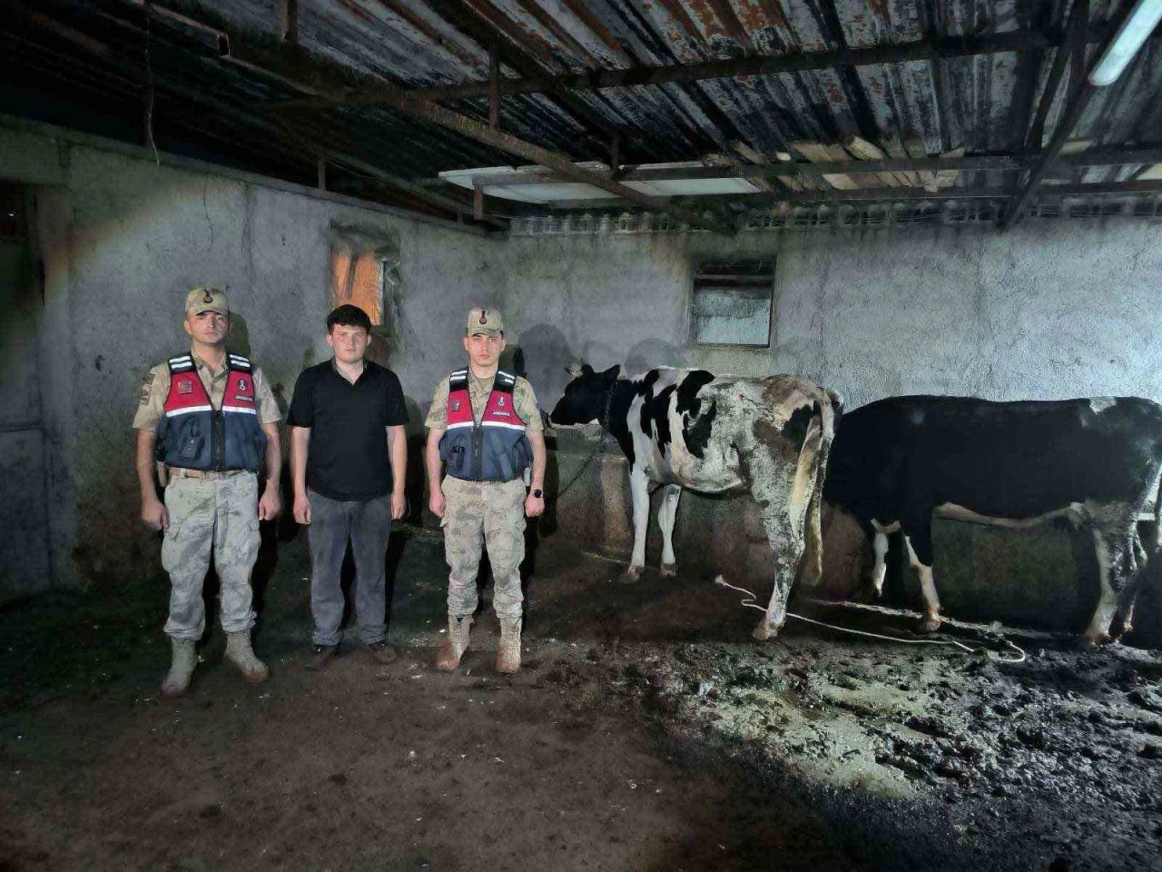Kayıp b&uuml;y&uuml;kbaş hayvanlar jandarma ekiplerince bulundu
