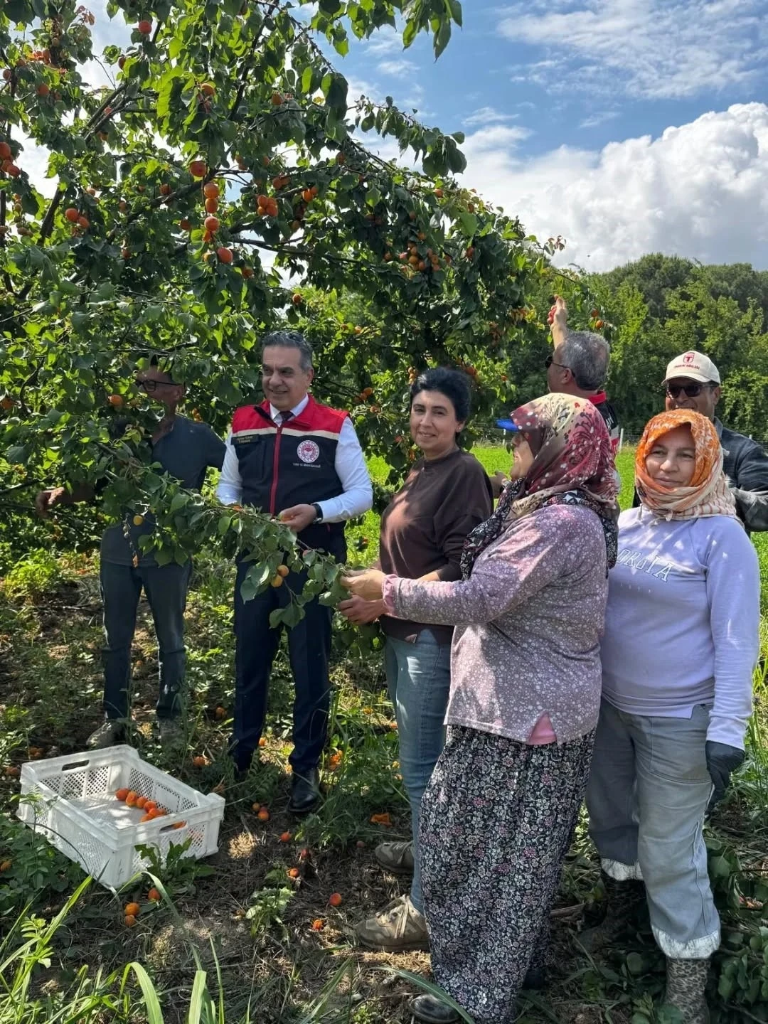 Kayısı bah&ccedil;elerinde hasat başladı
