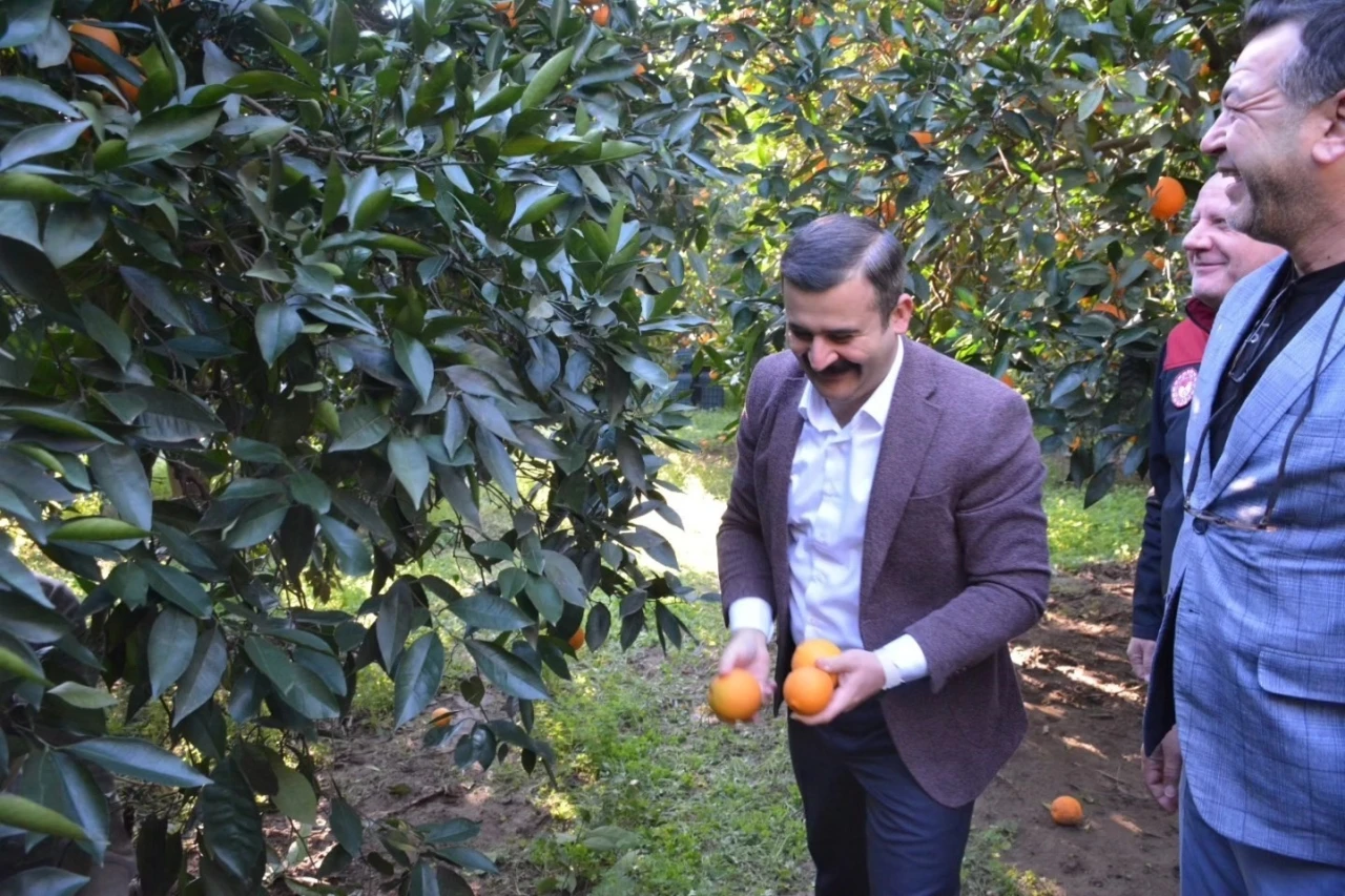 Kaymakam Kumcu, &rsquo;K&ouml;yceğiz Portakalı&rsquo; hasadına katıldı
