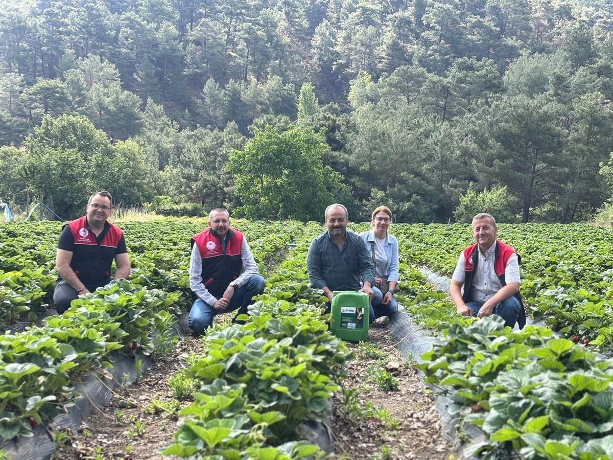 Kaymakam Özderin, çilek hasadına katıldı
