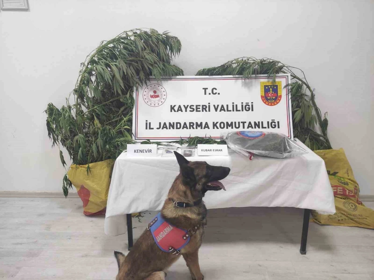 Kayseri’de 7 kök kenevir ele geçirildi: 1 gözaltı
