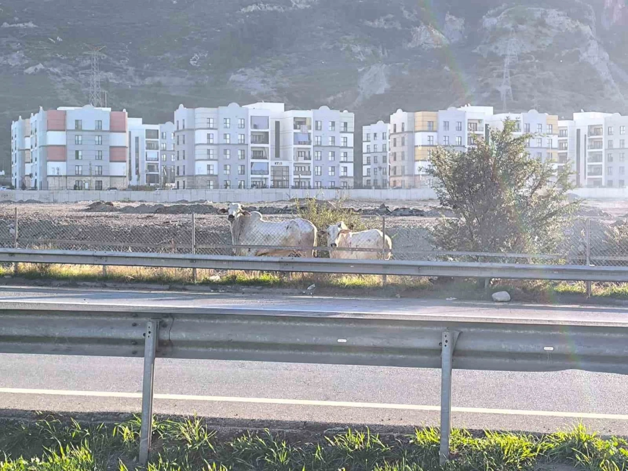 Kaza yapan tırdan ka&ccedil;an anguslar şehir turunda
