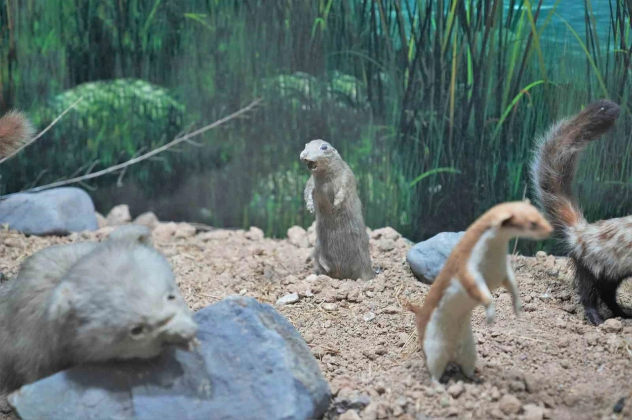 Ke&ccedil;i&ouml;renli minikler tabiat tarihiyle buluştu
