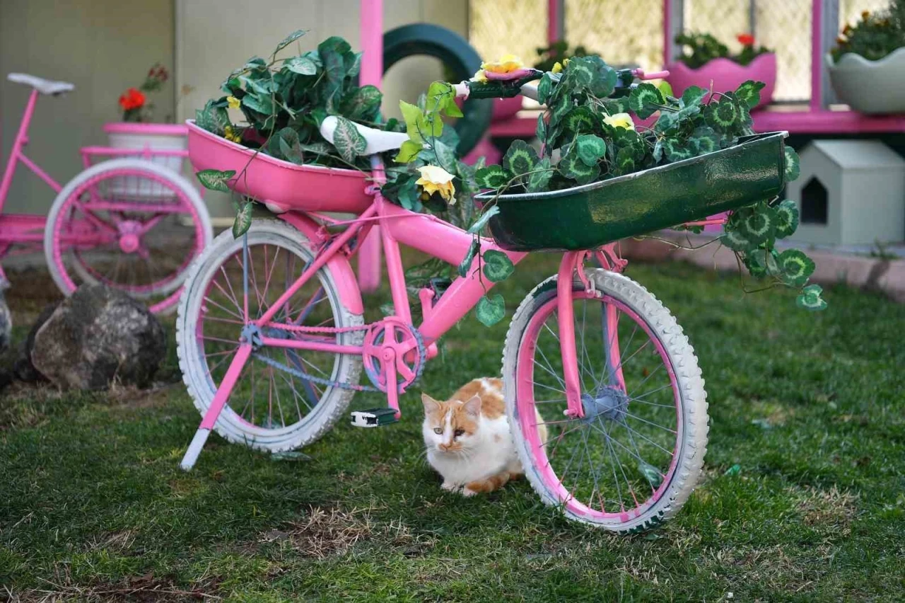 Kedi Bakım Evi örnek hizmet sunuyor
