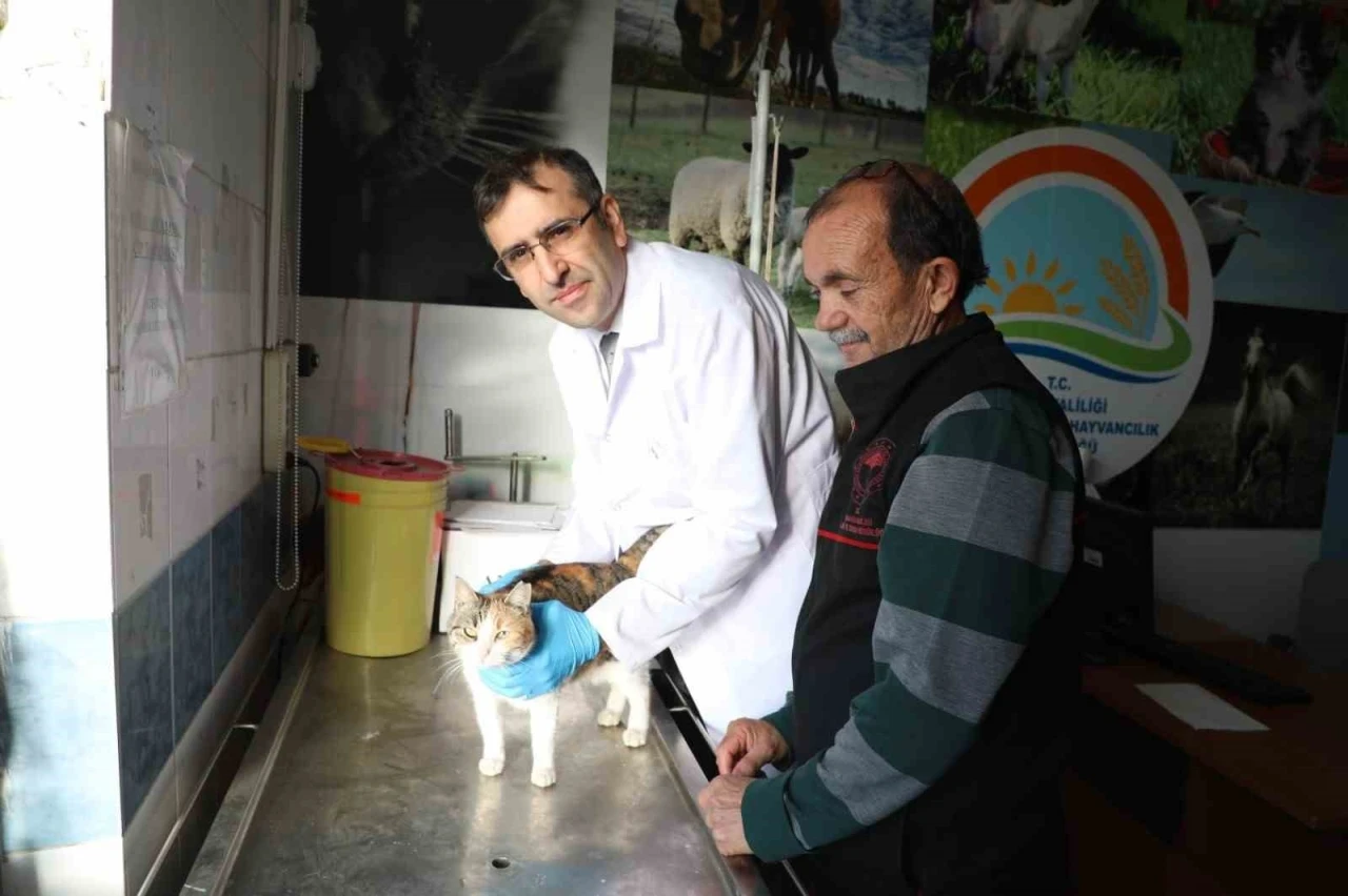 Kedi ve köpeklere mikroçip uyarısı: 31 Aralık son gün
