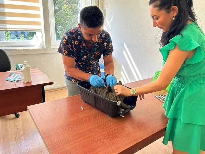 Kedi ve köpeklerin kimliklendirilmesi için son tarih 31 Aralık
