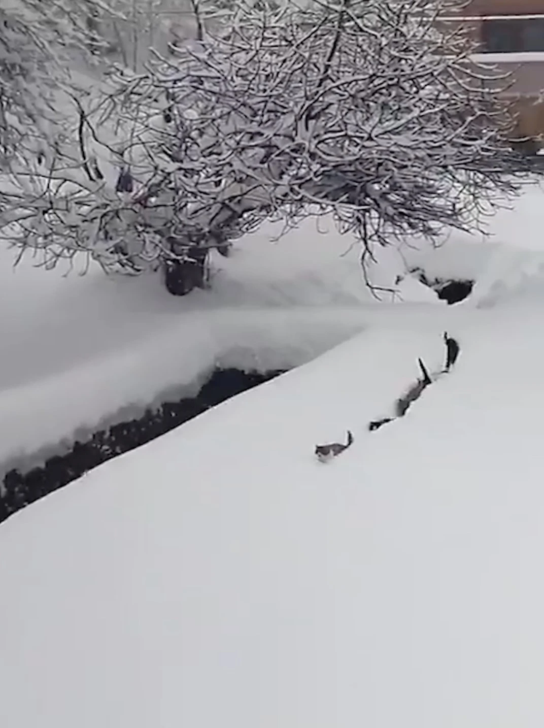 Kedilerin karda y&uuml;r&uuml;meye &ccedil;alıştığı anlar renkli g&ouml;r&uuml;nt&uuml;ler oluşturdu
