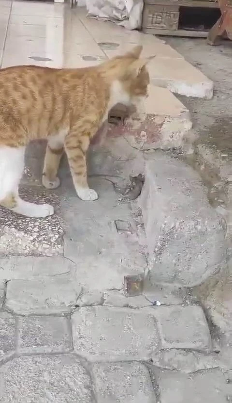 Kediye yem olmak istemeyen fare, &ouml;l&uuml; taklidi yaparak kurtuldu
