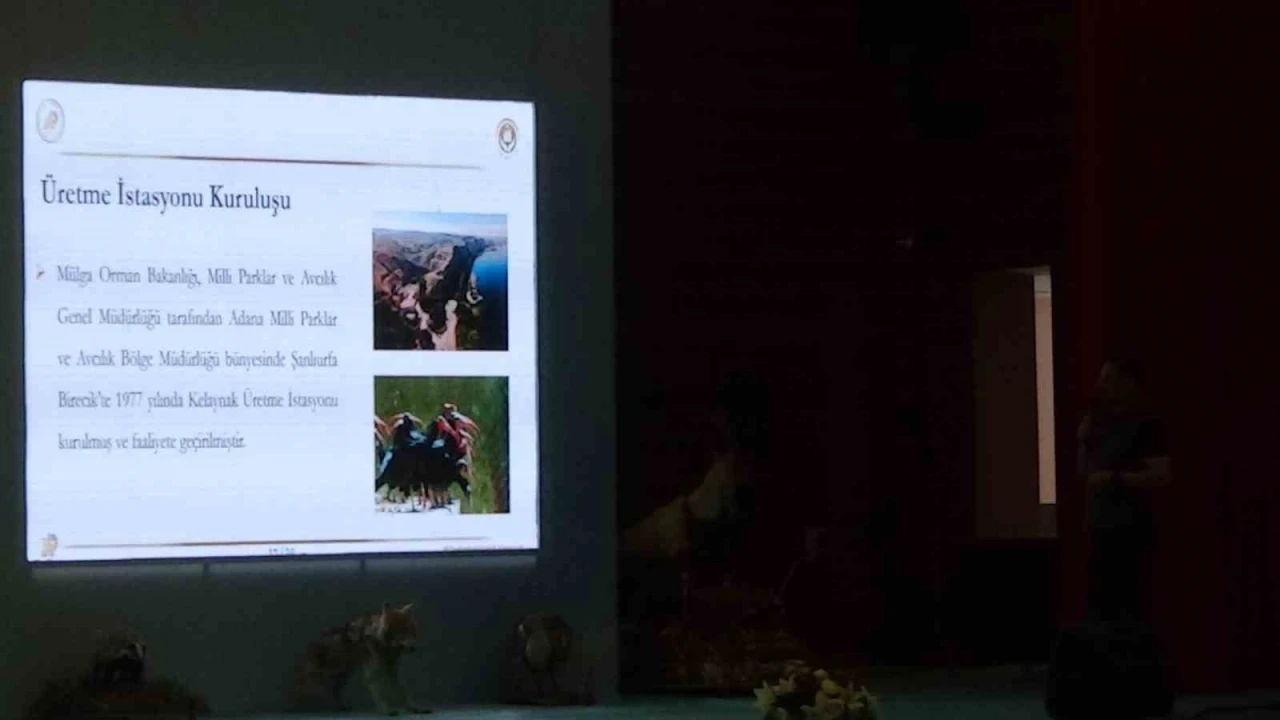Kelaynak kuşlarının üretimi masaya yatırıldı
