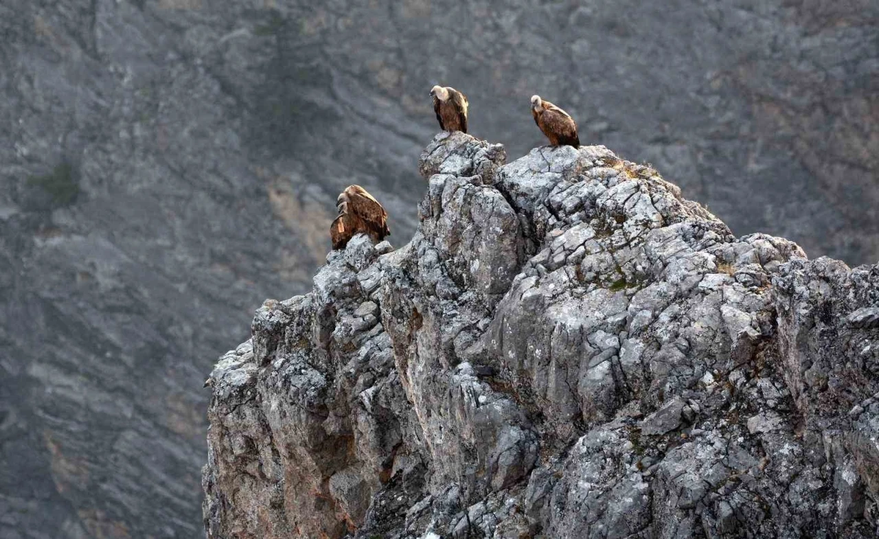 Kemaliye’de göçmen akbabalar görüntülendi
