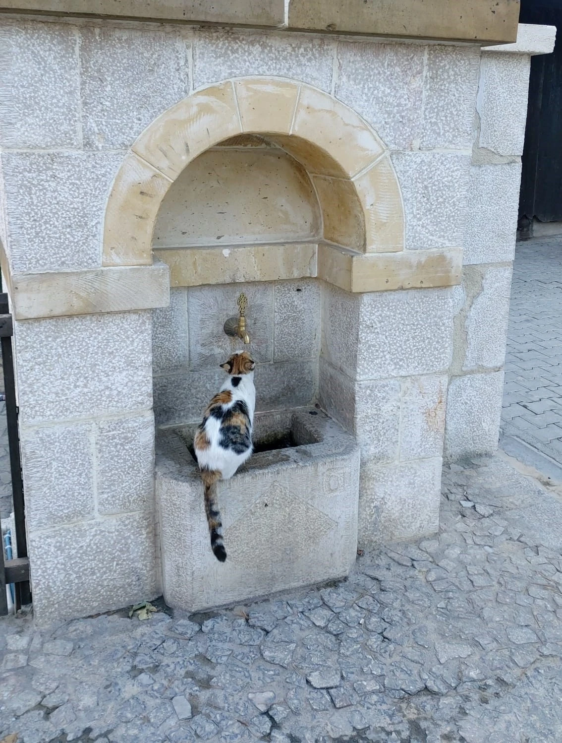 Kemaliye’nin sevimli kedisi ‘Tekir’ çeşme başı müdavimi oldu
