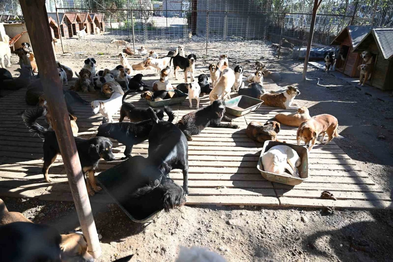 Kemer&rsquo;de ocak ayında 231 can dostu kısırlaştırıldı
