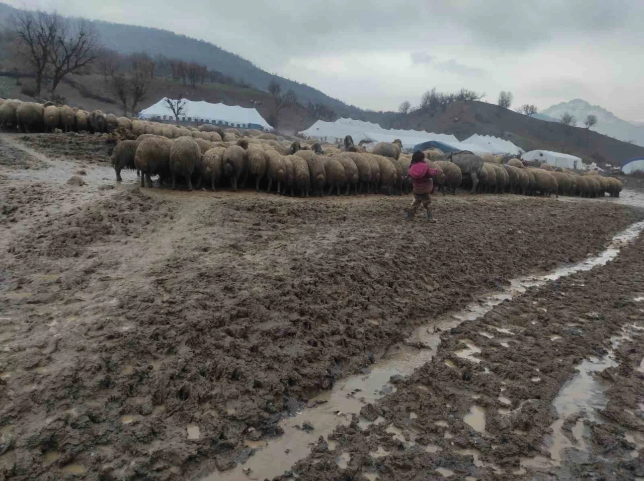 Kendisi k&uuml;&ccedil;&uuml;k y&uuml;reği b&uuml;y&uuml;k: Minik Zeynep&rsquo;in yeni doğan kuzuyu soğuktan korumak i&ccedil;in g&ouml;sterdiği &ccedil;aba duygulandırdı
