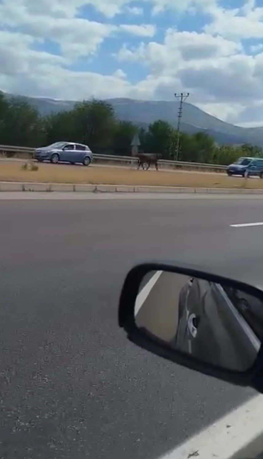Kesime götürülürken kaçan boğa trafiğe çıktı
