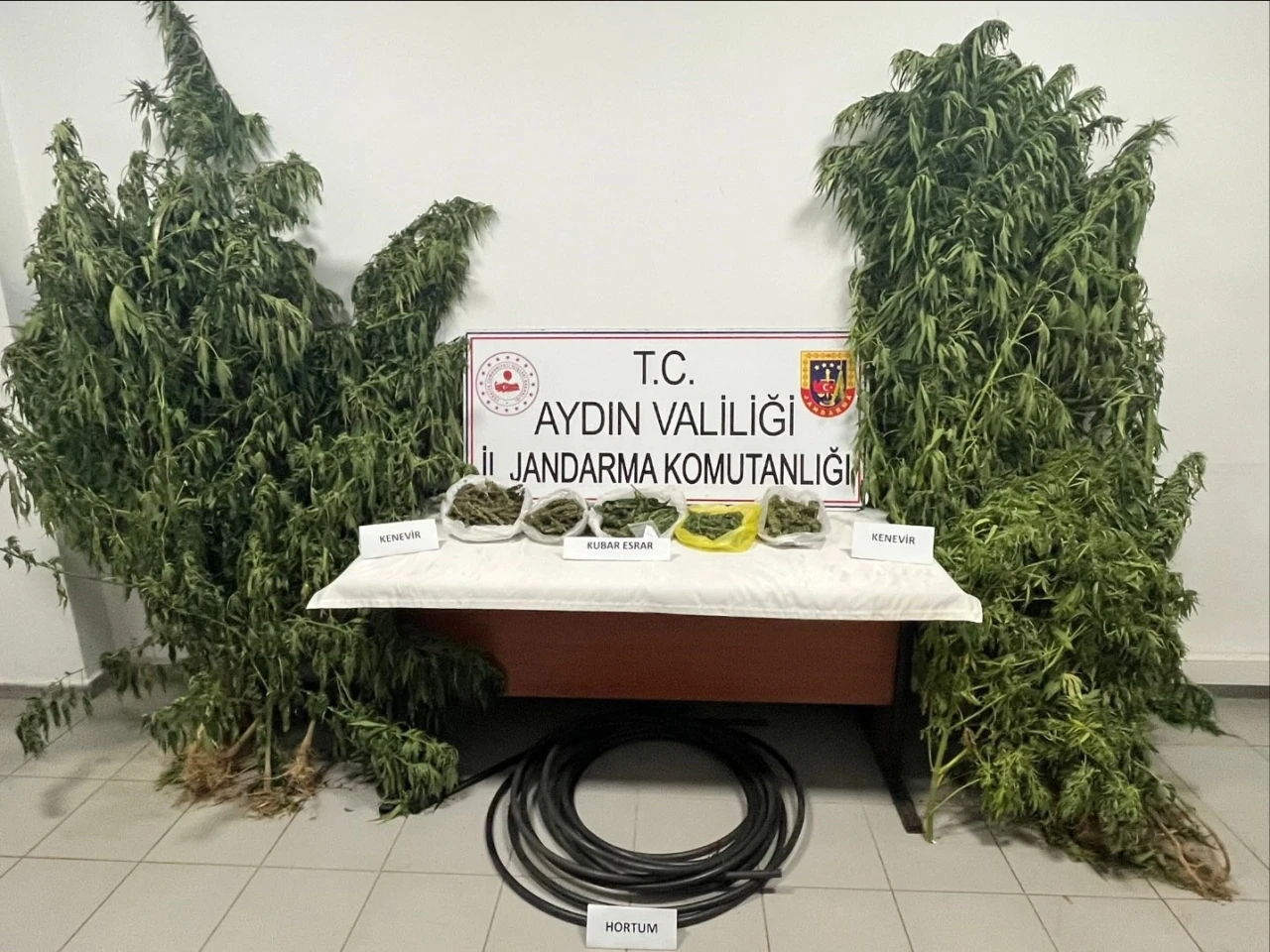 Kestane Bahçesi Kenevir Tarlasına Dönüştürülmüş