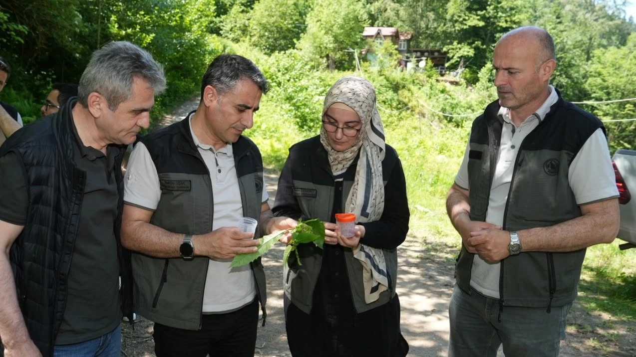 Kestane ormanlarını korumak için 5 bin samuray arı