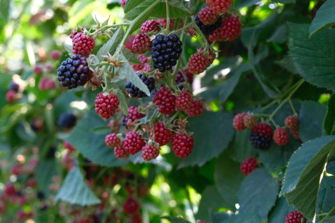 Kestel&rsquo;de ahududu ve b&ouml;ğ&uuml;rtlen &uuml;retimi Sırbistan modeliyle artırılacak
