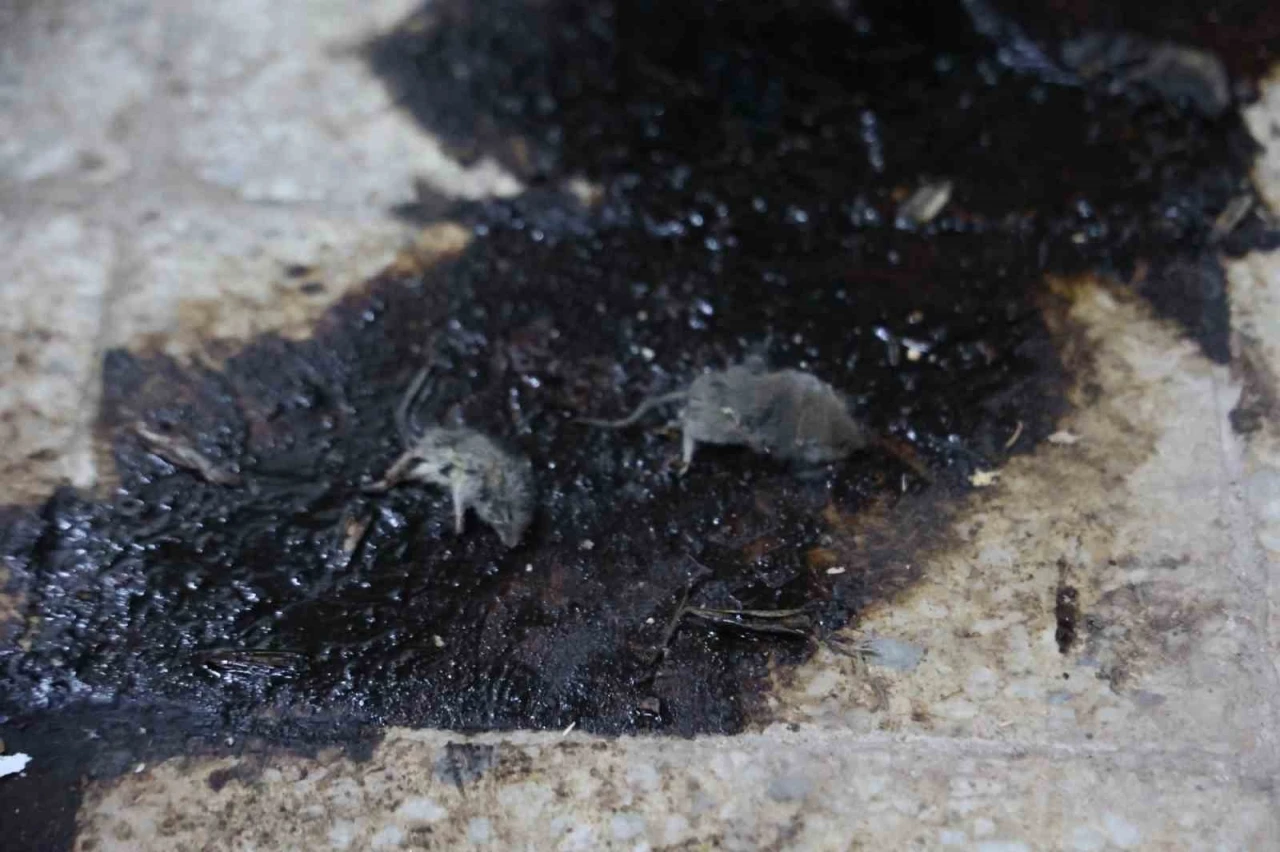 Kilis’te hijyen şartlarına aykırı üretim yapan işletmeye 105 bin TL ceza
