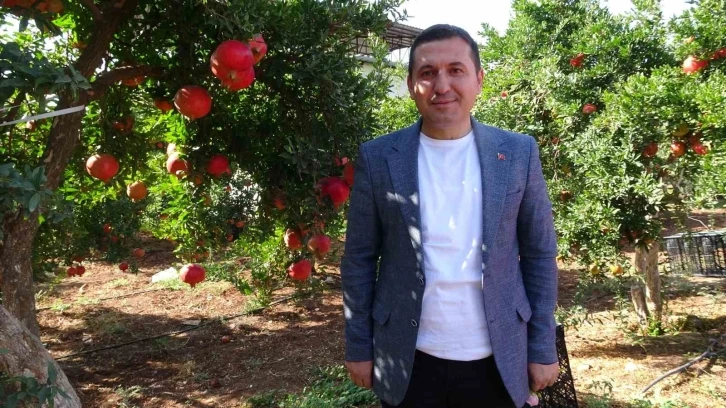 Kilis&rsquo;te nar hasadı başladı
