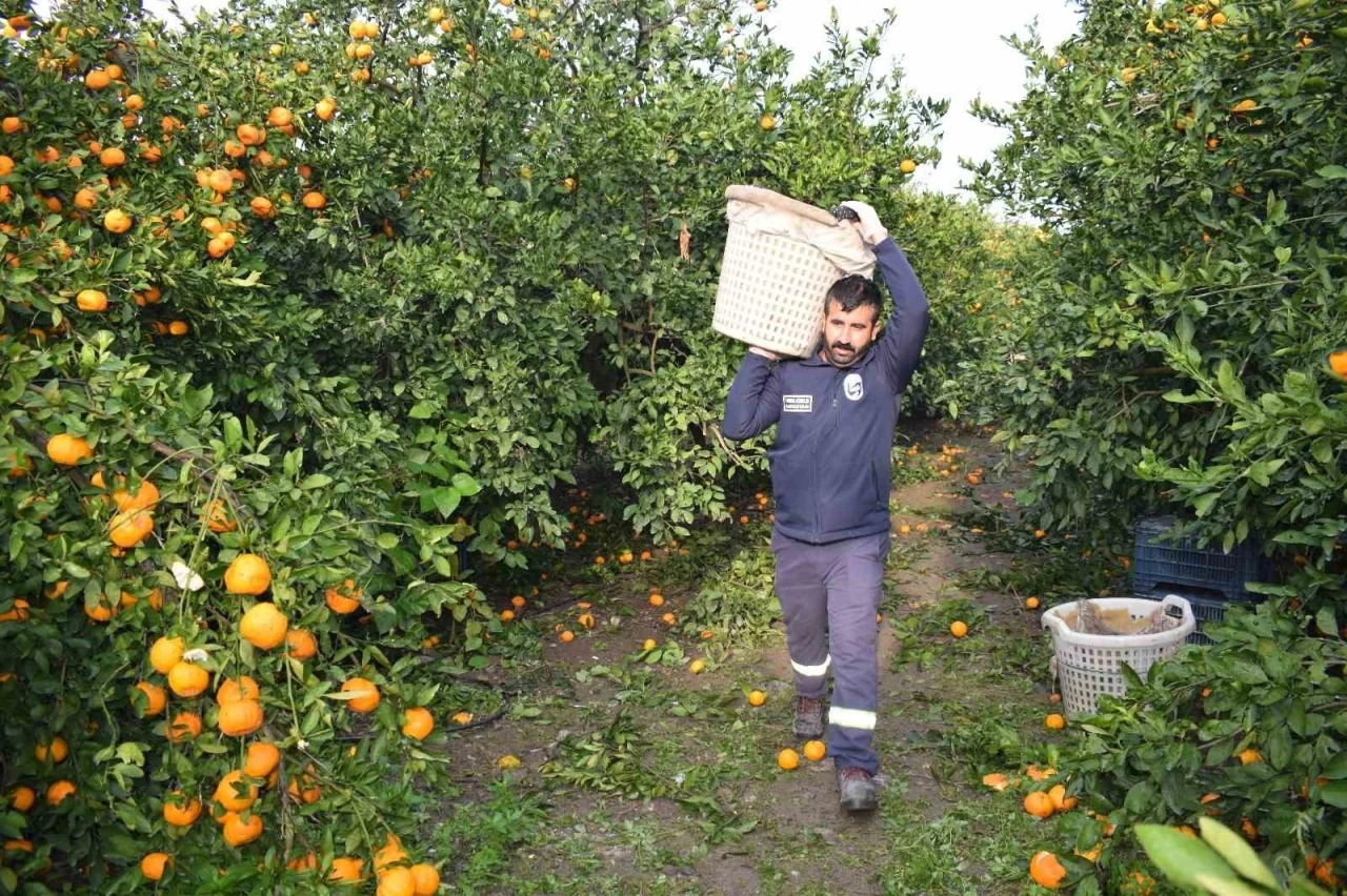 Kilogram fiyatı 2 TL’ye düşünce dalda çürümeye bırakılmıştı, 320 ton ürün vatandaşlara ücretsiz dağıtıldı
