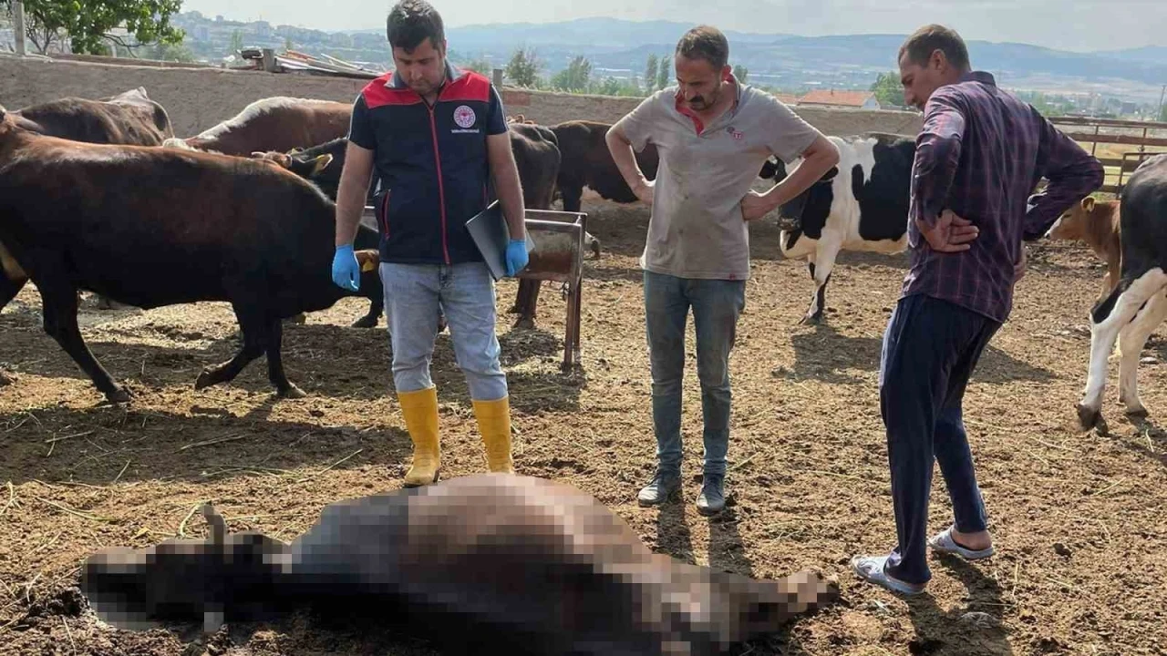 Kırıkkale’de yıldırım düşmesi sonucu 6 büyükbaş hayvan telef oldu
