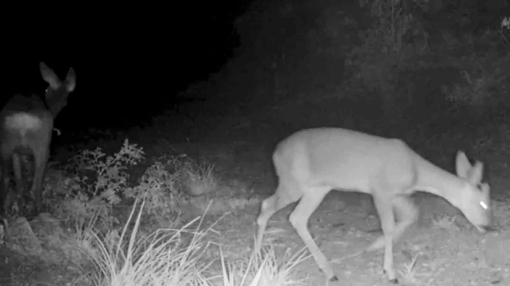 Kırıkkale&rsquo;deki yaban hayatı fotokapanlara yansıdı
