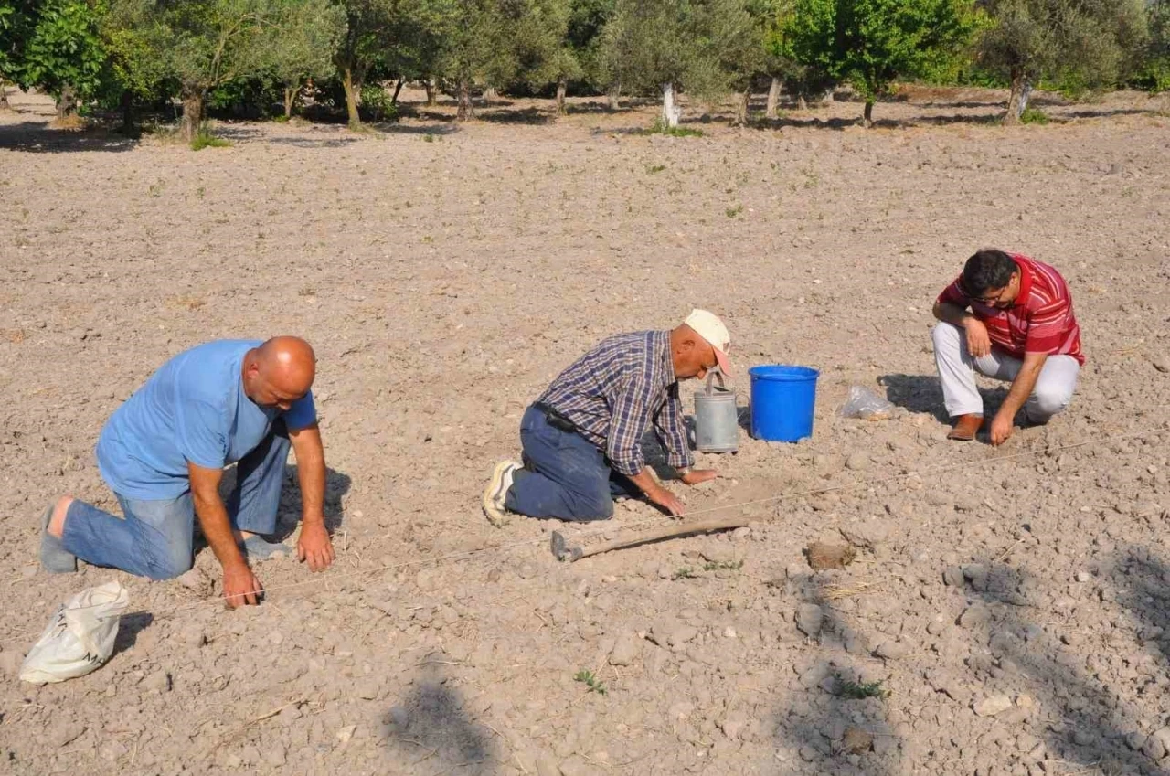 Kırkağaç Kavunu’nda tohumlar toprakla buluştu
