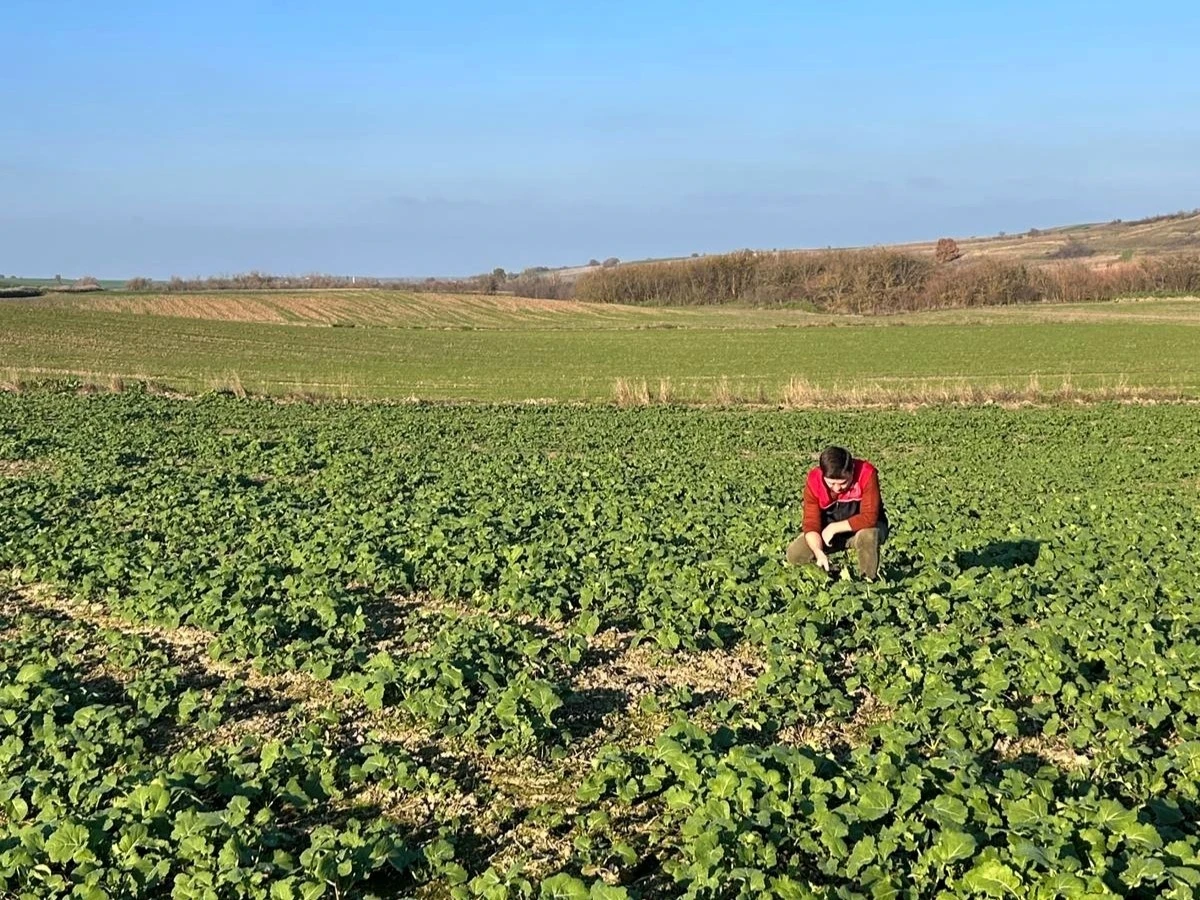 Kırklareli&rsquo;nde kanola gelişimi inceleniyor
