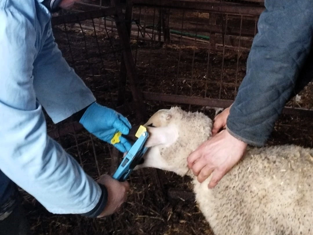 Kırklareli&rsquo;nde k&uuml;pe takılan damızlık kuzular aşılanıyor
