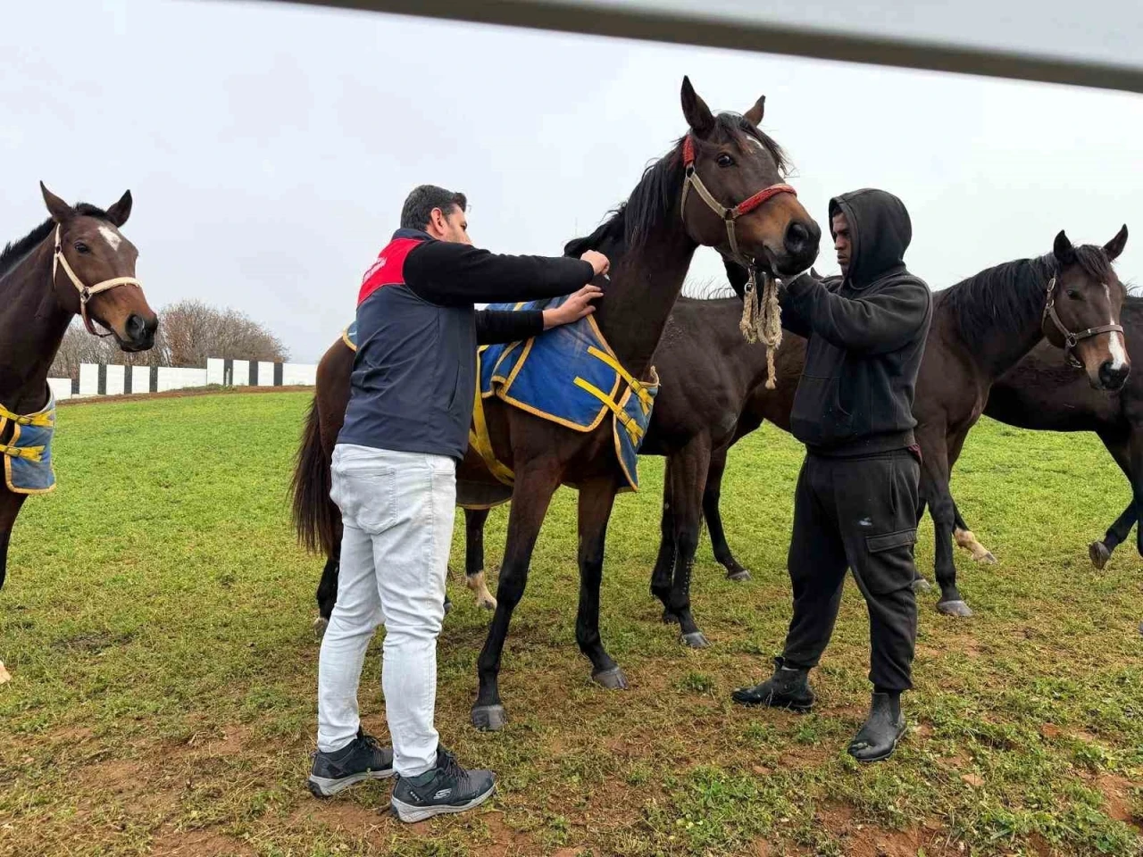 Kırklareli&rsquo;nde safkan atlar aşılandı
