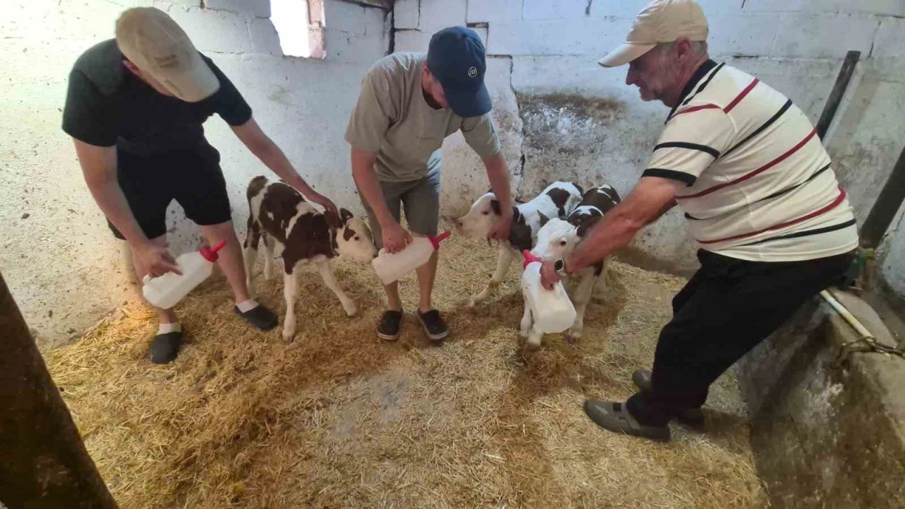 Kırklareli&rsquo;nde şaşırtan doğum: Bir inek &uuml;&ccedil;&uuml;z doğurdu
