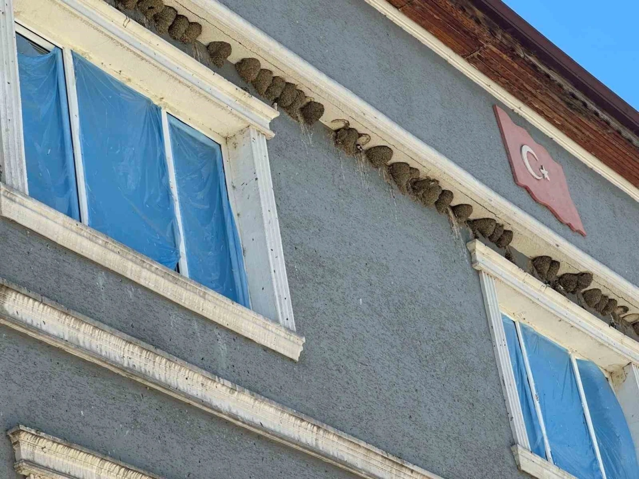 Kırlangı&ccedil; yuvalarını bozmayıp pencereleri naylonla kapladılar
