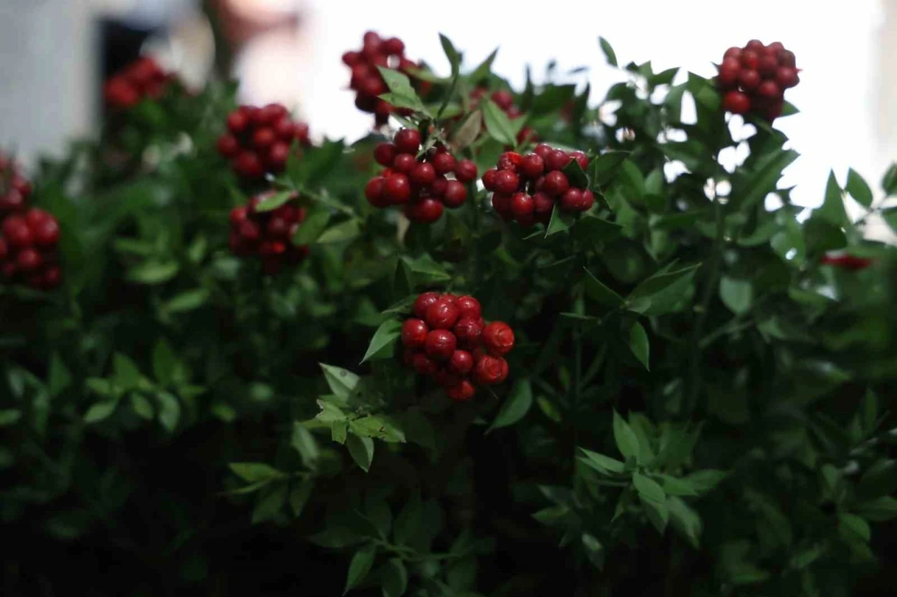 Kırşehir’de aralık ayının en çok tercih edilen çiçeği kokina oldu
