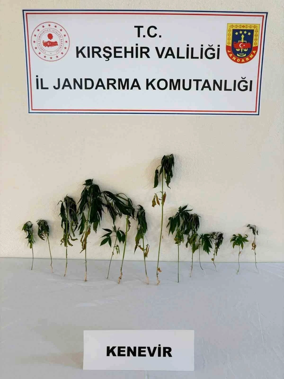 Kırşehir&rsquo;de bah&ccedil;eye ekili kenevir ele ge&ccedil;irildi
