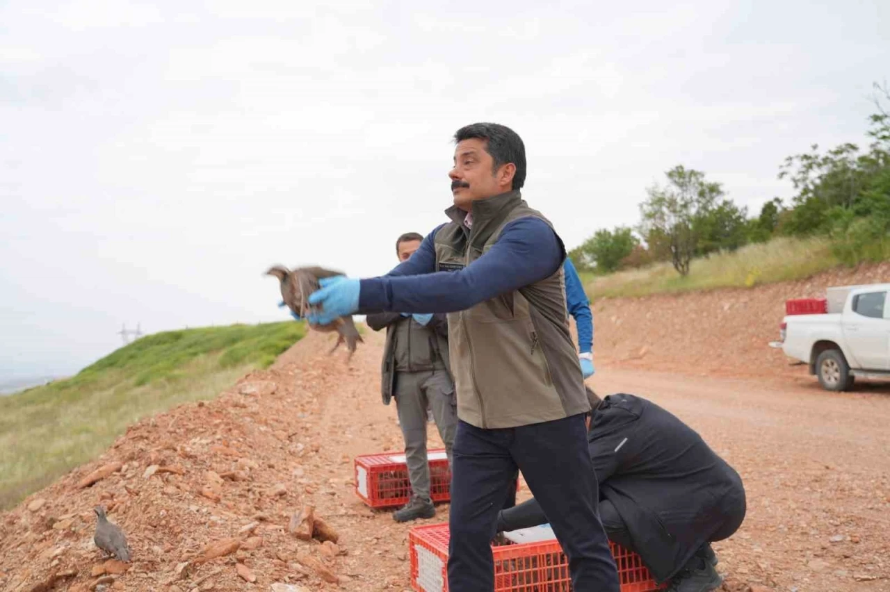 Kırşehir&rsquo;de doğaya 900 kınalı keklik salındı
