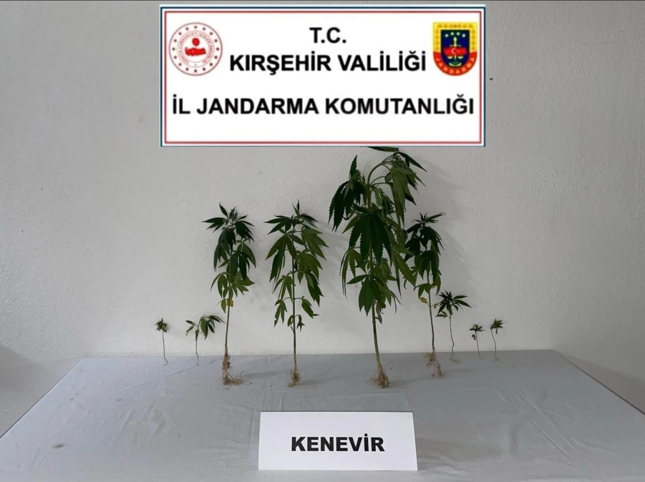Kırşehir’de jandarma 9 kök kenevir bitkisi ele geçirdi
