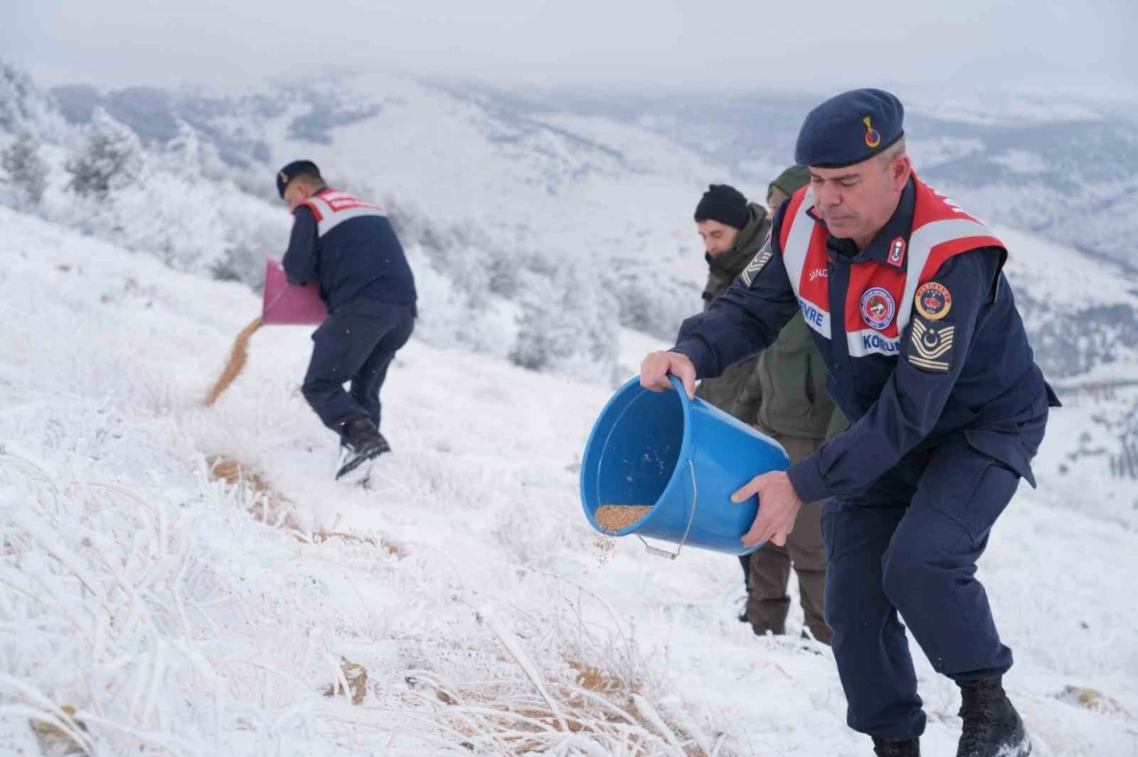 Kırşehir’de yaban hayvanları için yem bırakıldı