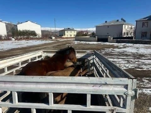 Kış şartları &ouml;ncesi &ouml;nlem: Başıboş binek hayvanları toplatıldı
