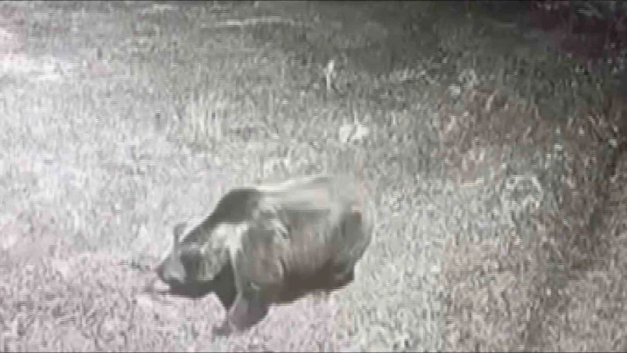 Kış uykusuna yatmayan ayıya b&ouml;yle seslendi: "Kocaoğlan git yerinde yat, uyu"
