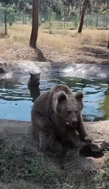 Kış uykusundan önce son banyo
