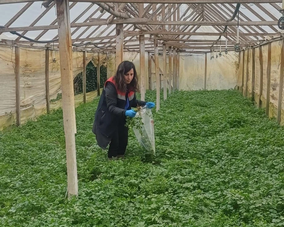 Kışlık sebzeler hasat &ouml;ncesi denetimden ge&ccedil;iyor
