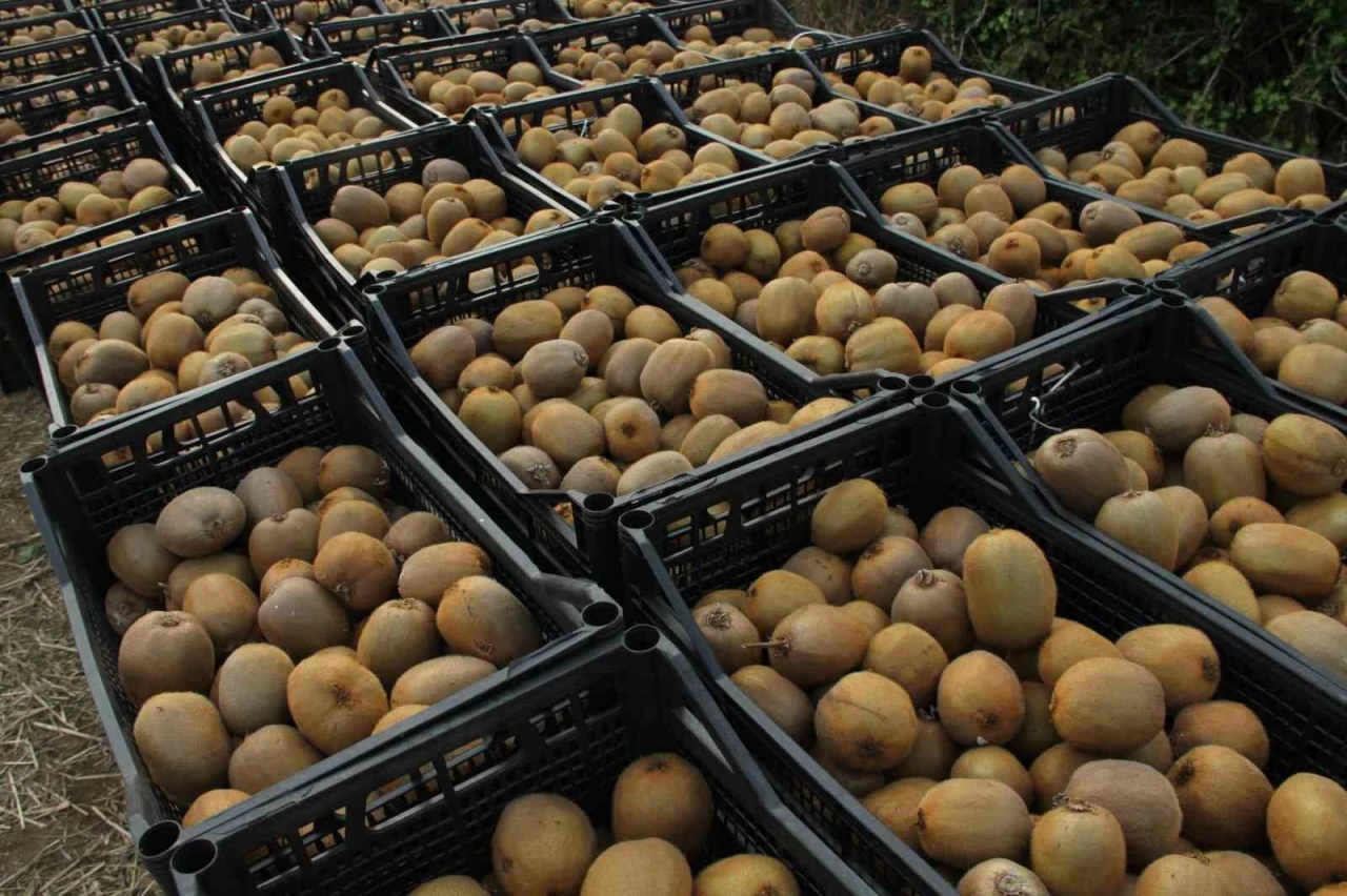 Kivide 13 bin 800 ton hasat