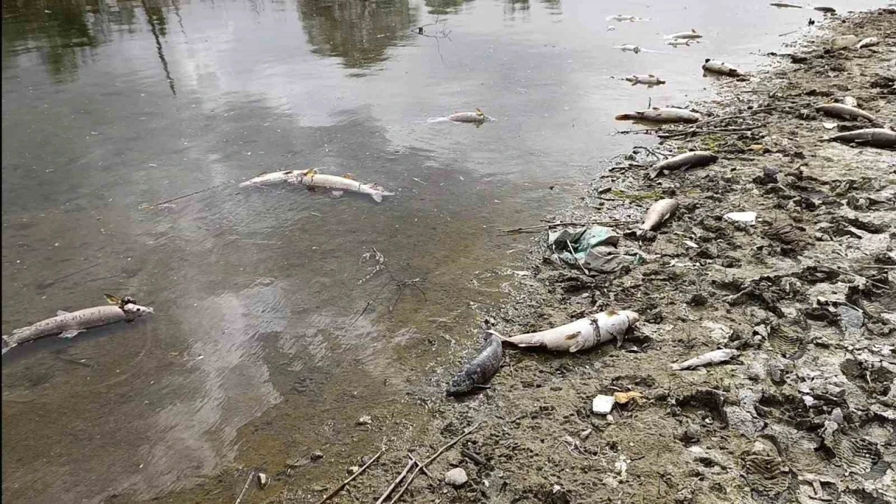 Kızılırmak Nehri’nde elektrik akımıyla avlanan şahıslar onlarca balığı telef etti
